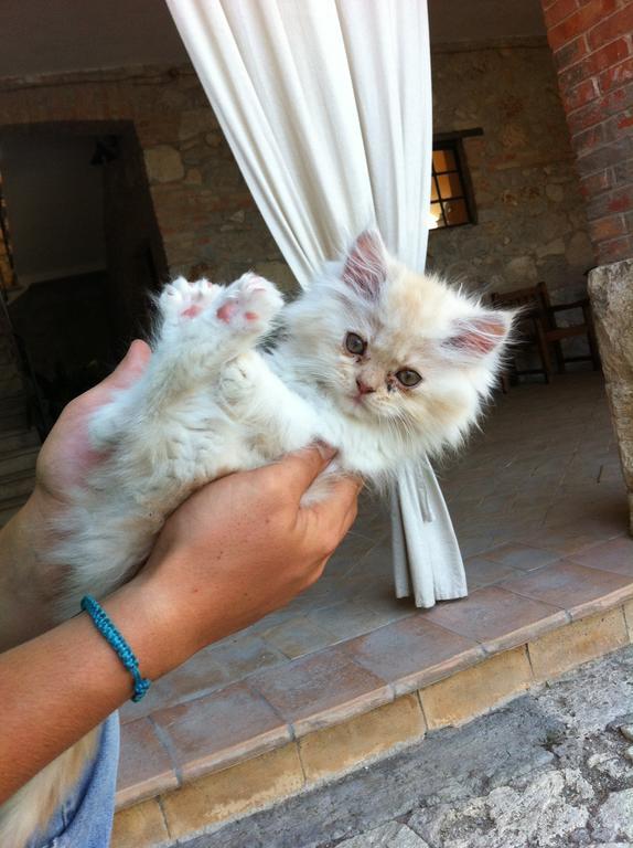 Agriturismo Terre Di Musignano Canino Eksteriør billede